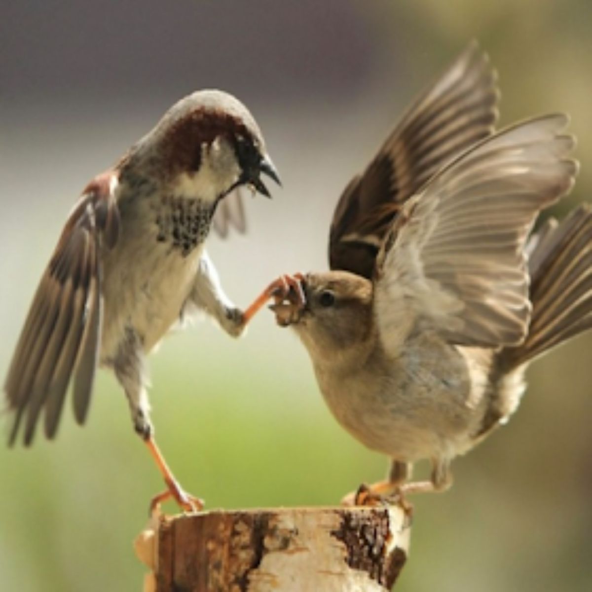 Sparrow, host of Never Surrender by The Squinters